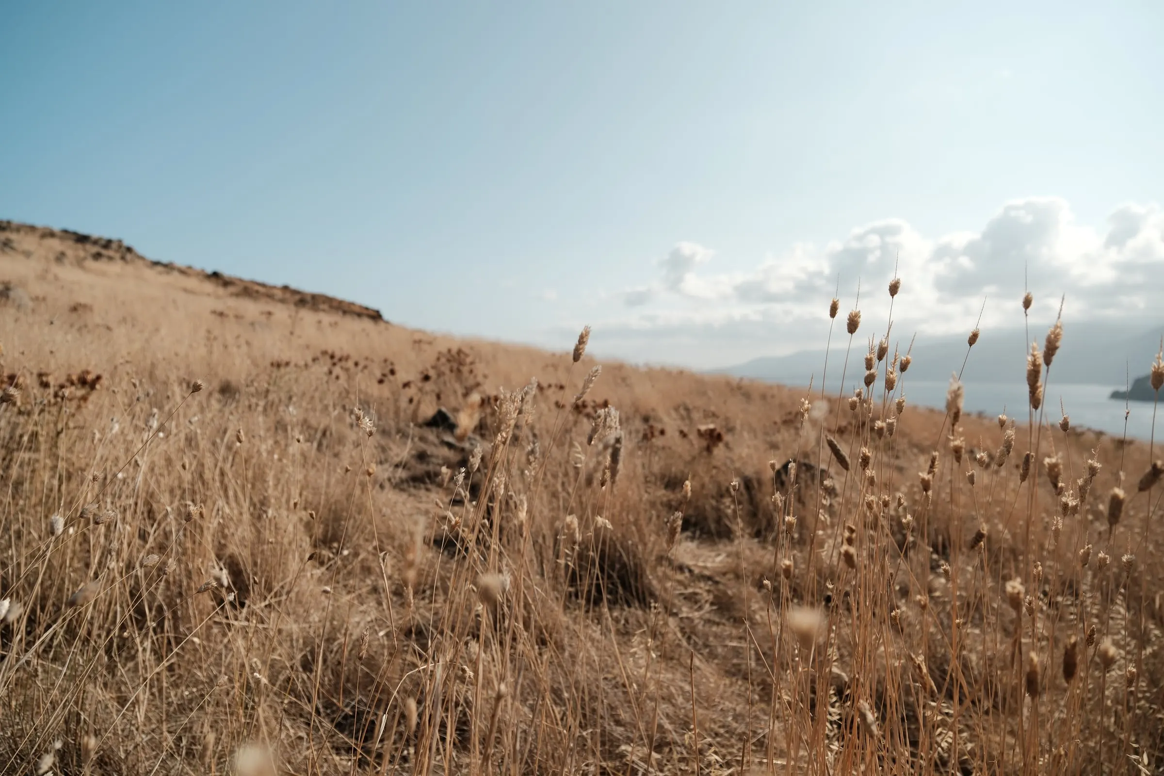 Dry grass, east end