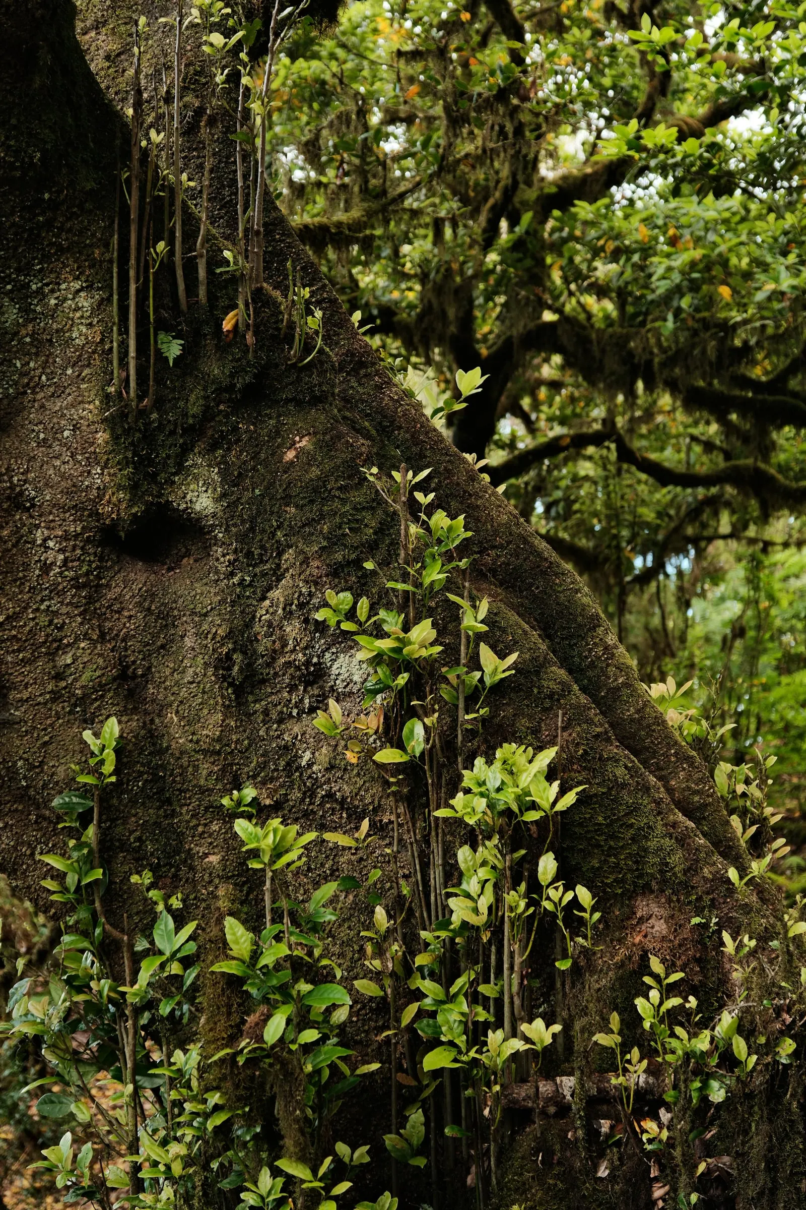 madeira-2026, frame 63