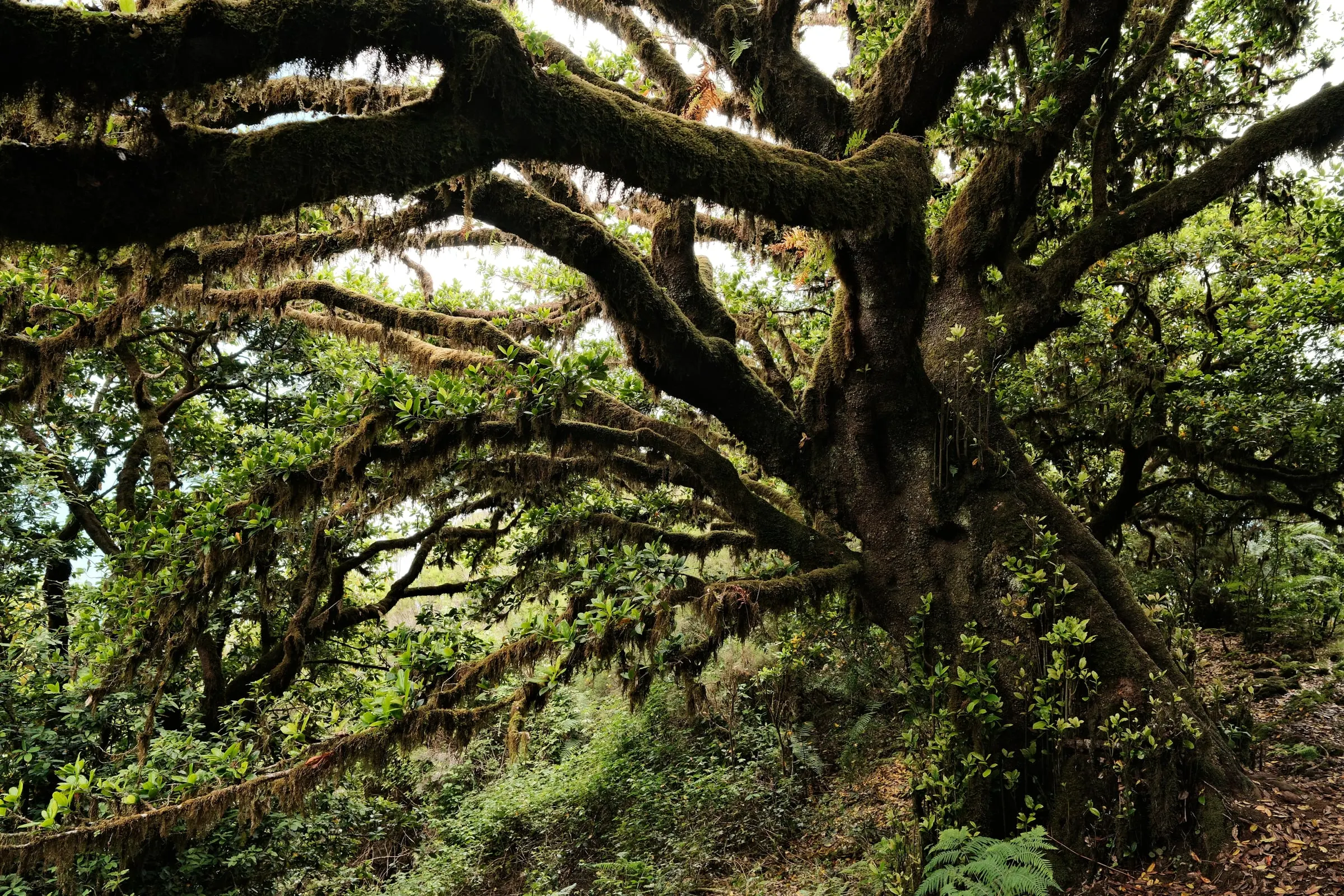 madeira-2026, frame 64